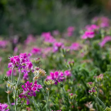 Vila Salanti Hillcrest