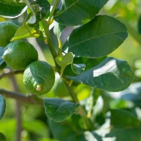 Salanti Hillcrest * Dhidhima