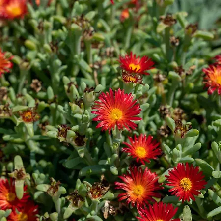 Villa Salanti Hillcrest *