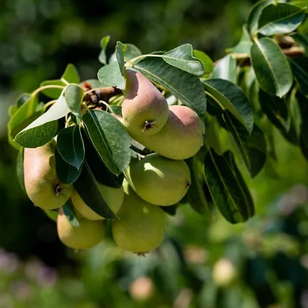 Salanti Hillcrest Vila Dhídhima