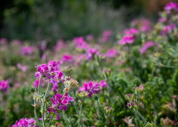 Willa Salanti Hillcrest