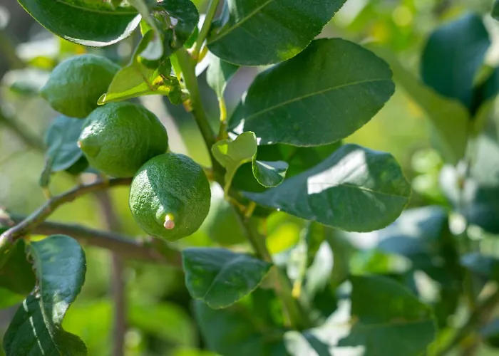 Salanti Hillcrest * Dhídhima