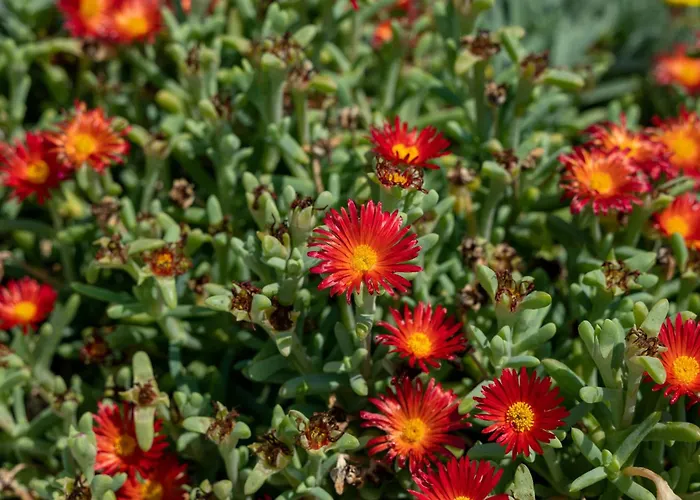 Willa Salanti Hillcrest *